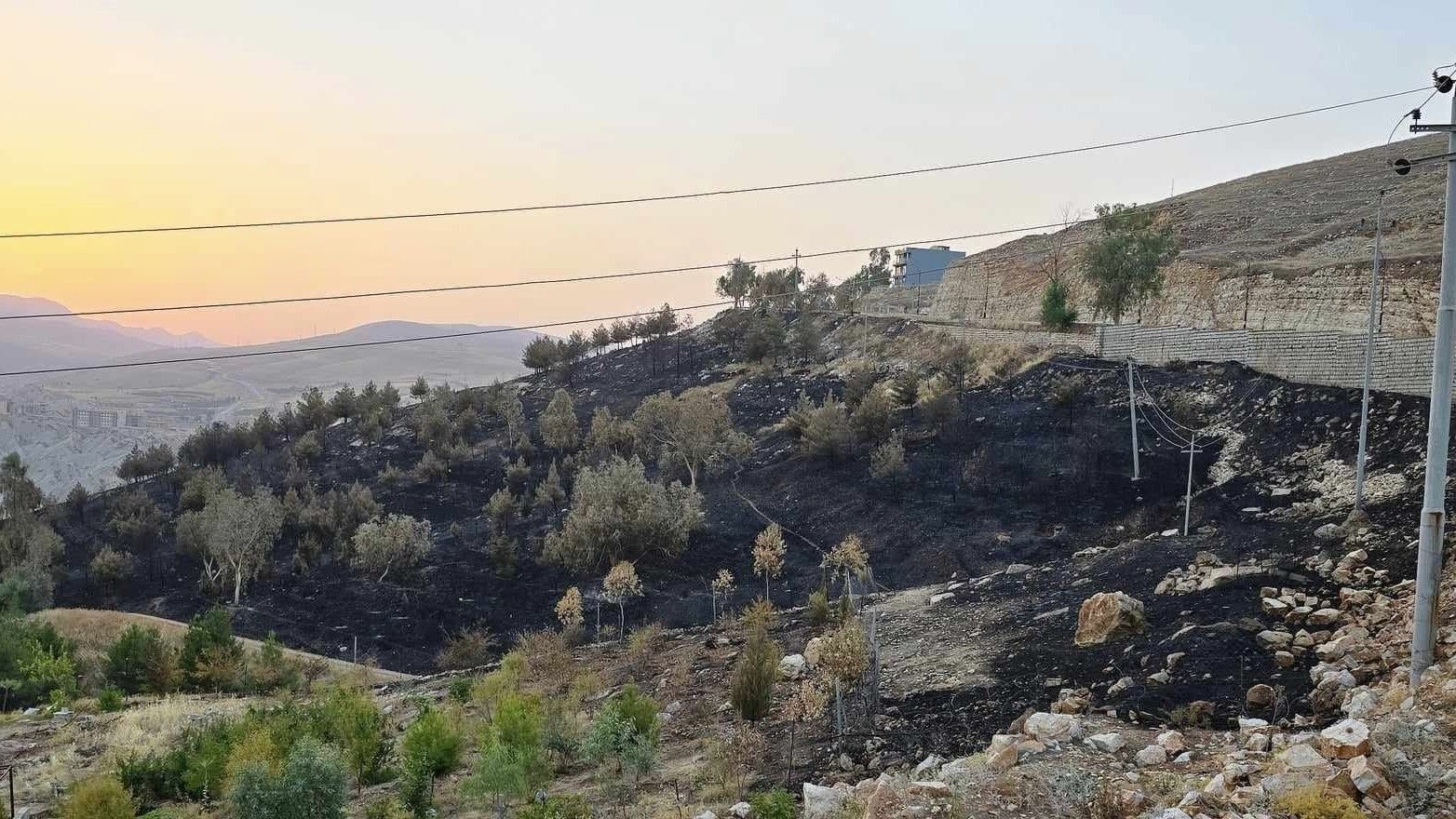 لە سنووری سلێمانی 250 دار دەسووتێت