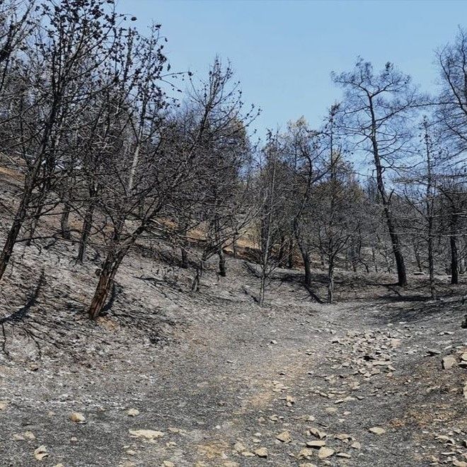 سێ کەس بەتۆمەتی سووتاندنی شاخی گۆیژە لە سلێمانی دەستگیر دەکرێن