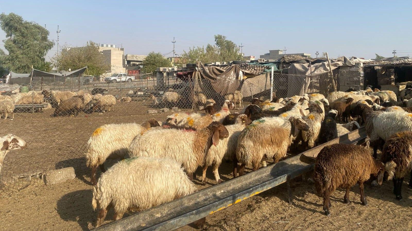 لە سلێمانی دوو كەس بەتۆمەتی دزینی ئاژەڵ دەستگیر دەكرێن