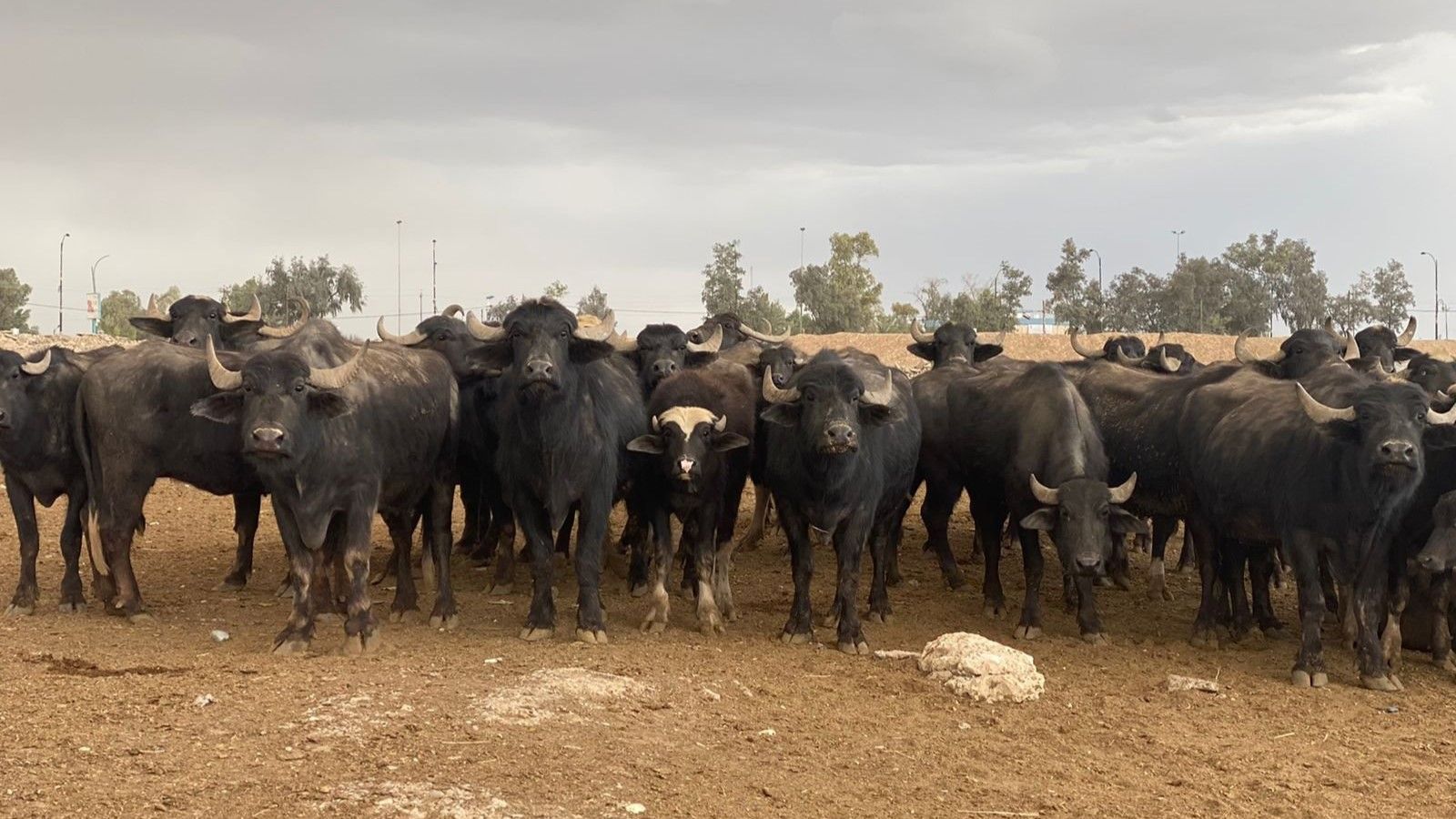 لە دیالە سەدان تای دەم و پەلەکان تۆمار دەکرێت