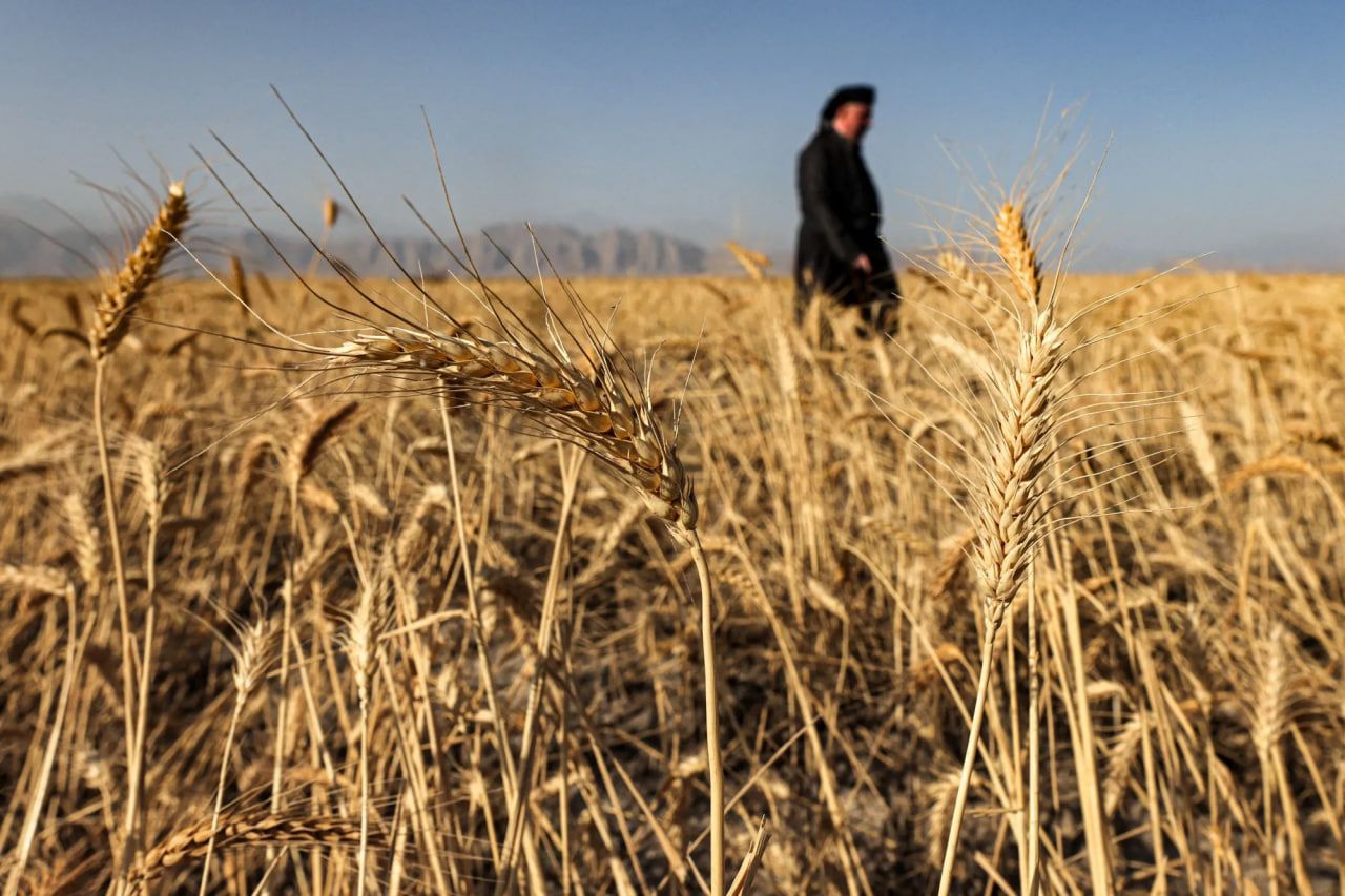 کار لەسەر ئەوە دەکرێت عێراق برێکی زیاتری گەنمی جووتیارانی کوردستان وەربگرێت