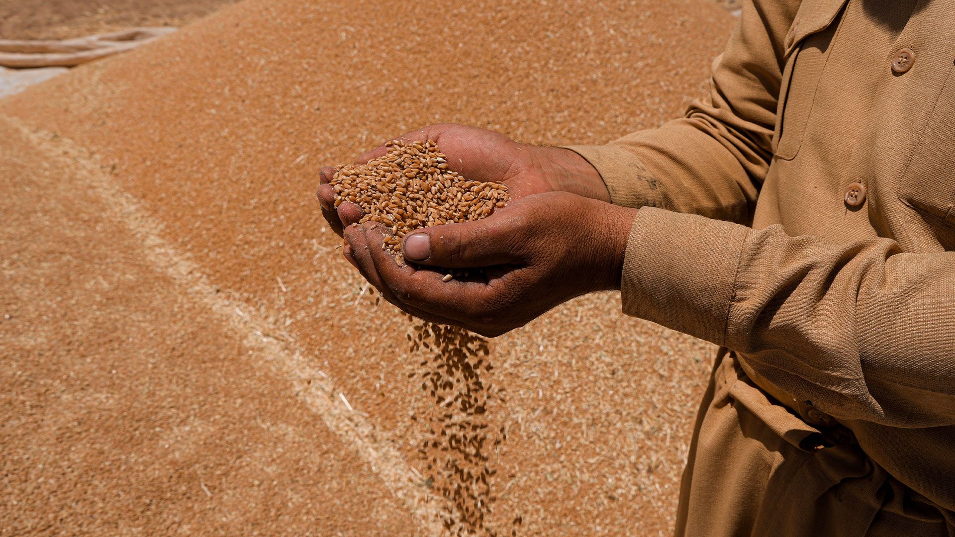 دەرگای وەرگرتنی گەنم بەڕووی جووتیارانی کۆیە کرایەوە