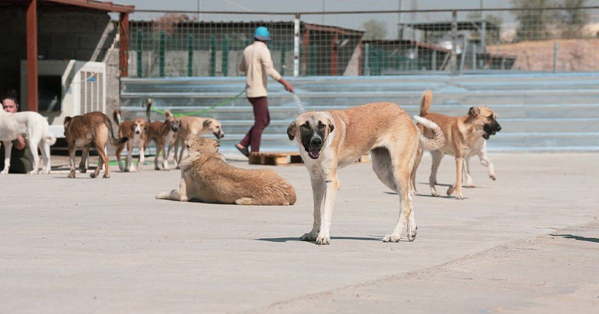 کارەکانی شەڵتەری سەگە بێلانەکانی دهۆک بەردەوامە