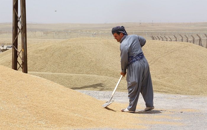 نرخی وەرگرتنی گەنمی ئەمساڵ دیاری کرا