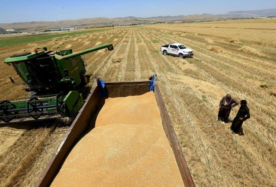 بڕیار لەسەر دیاریکردنی بڕی وەرگرتنی گەنمی جووتیارانی هەرێمی کوردستان دەدرێت