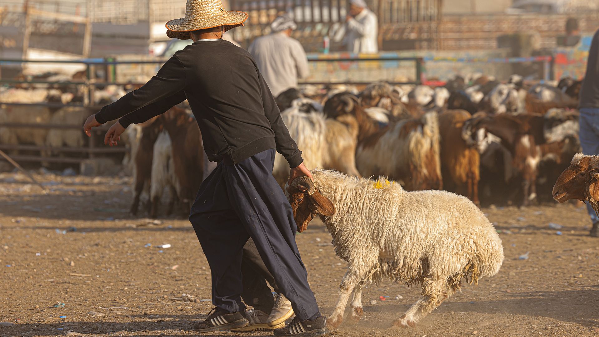 لە مەیدانی ئاژەڵانی هەولێر پیاوێک ئاژەڵێک بەدوای خۆیدا ڕادەکێشێت - وێنە: محەممەد شوانی