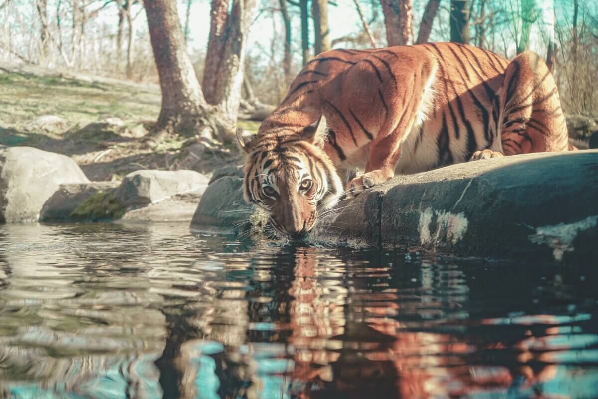 لە ئەمریکا داوای قەدەغەی بەخێوکردنی شێر و پڵینگ لە باخچەی ئاژەڵان دەکرێت