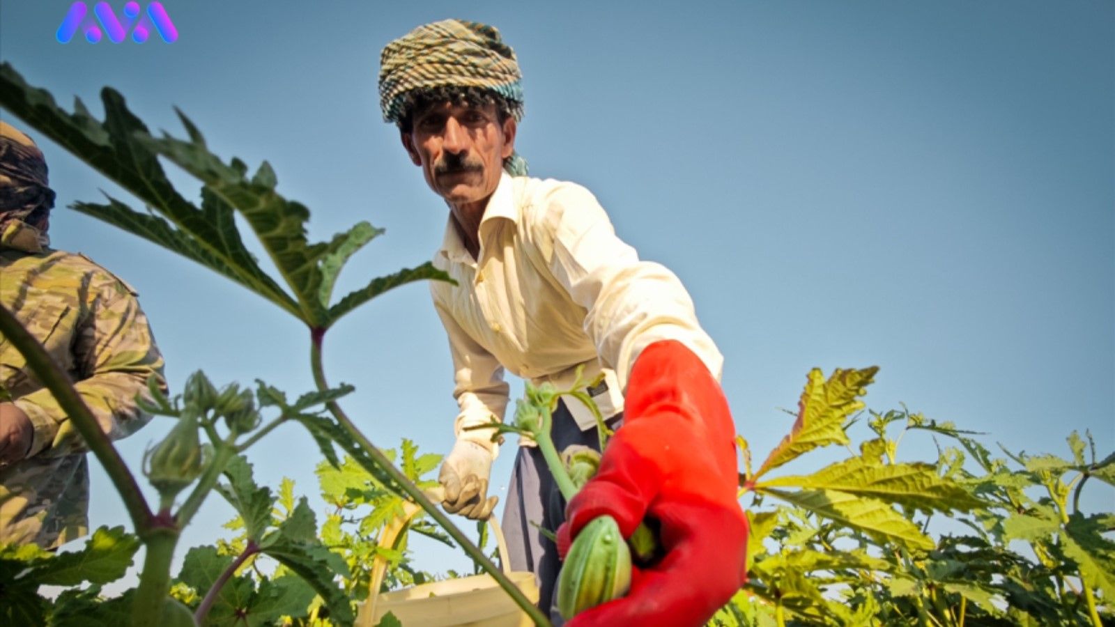 لە شارەزوور وەرزی ڕنینی بامێیە