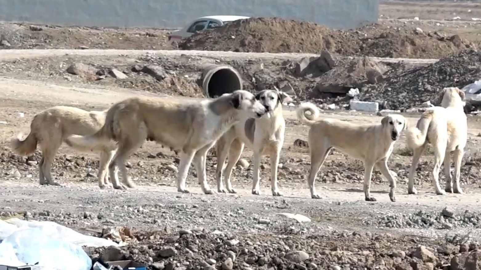 لە کەرکووک سەگ چووەتە ناو ماڵێک و پێنج کەسی بریندار کردووە